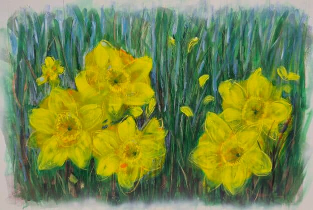 Daffodils