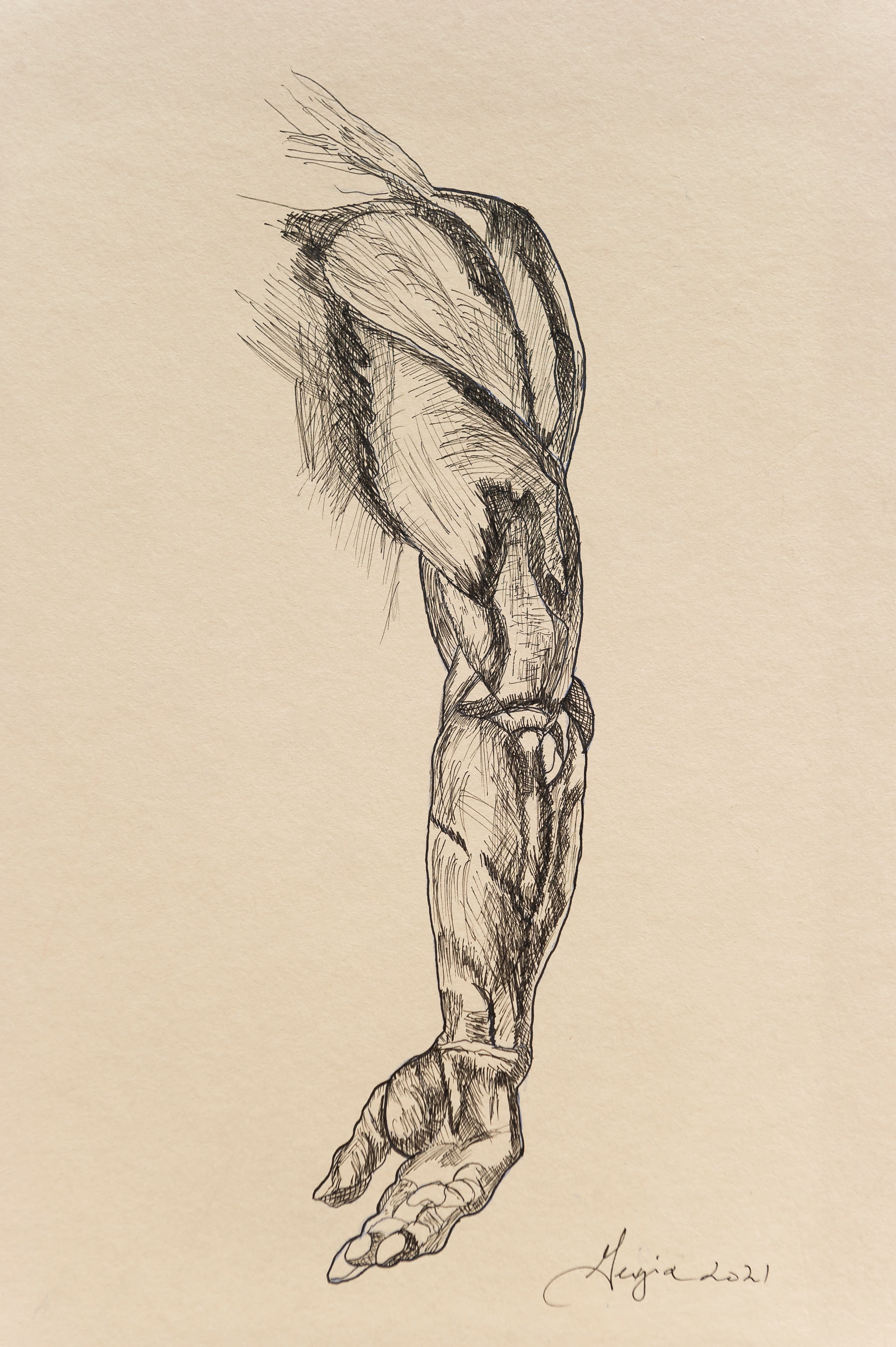 The arm