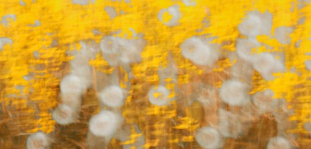 Romy Pfeifer Fine Art Photography