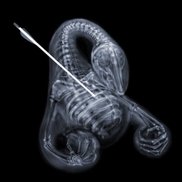 X-ray Swan