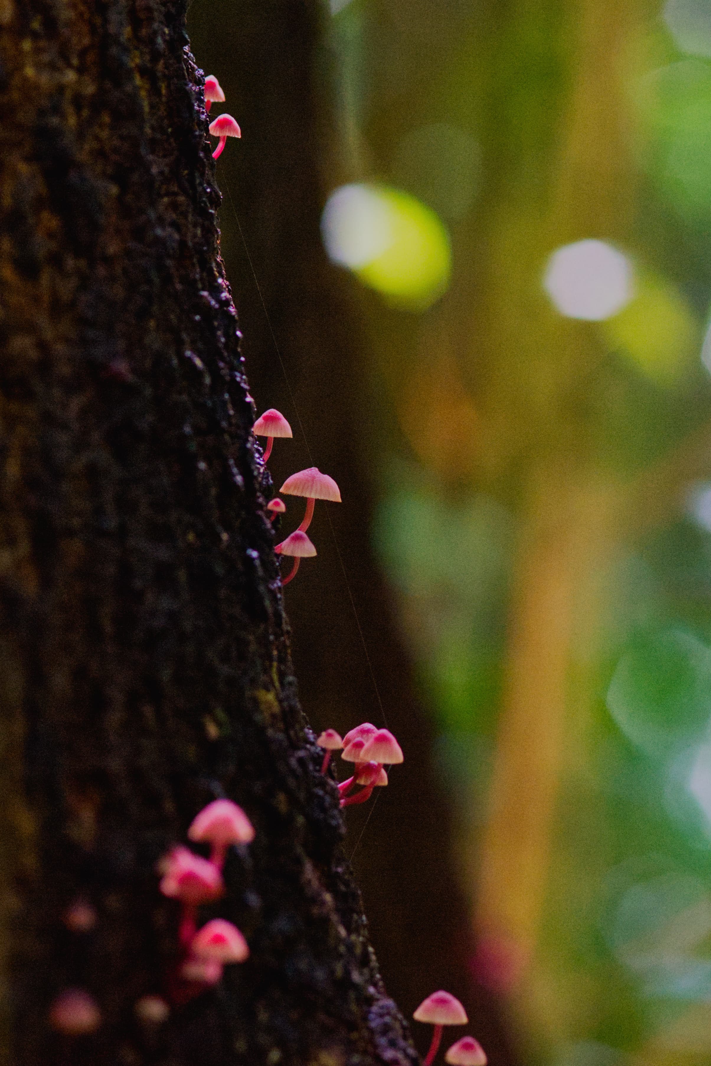 Pink Mushrooms