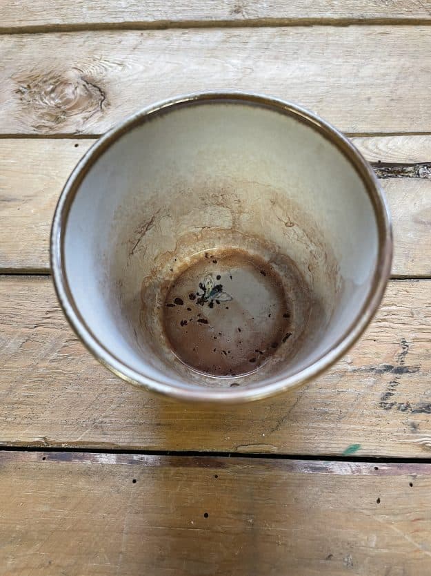 from the series; "Dirty Dishes” Mug.01   coffee,fly