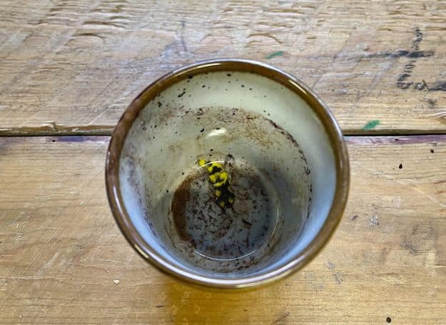 from the series; "Dirty Dishes” Espresso.01  espresso,wasp