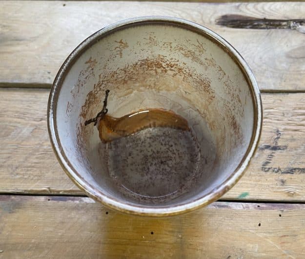 from the series; "Dirty Dishes" Mug.01   chocolate,snail