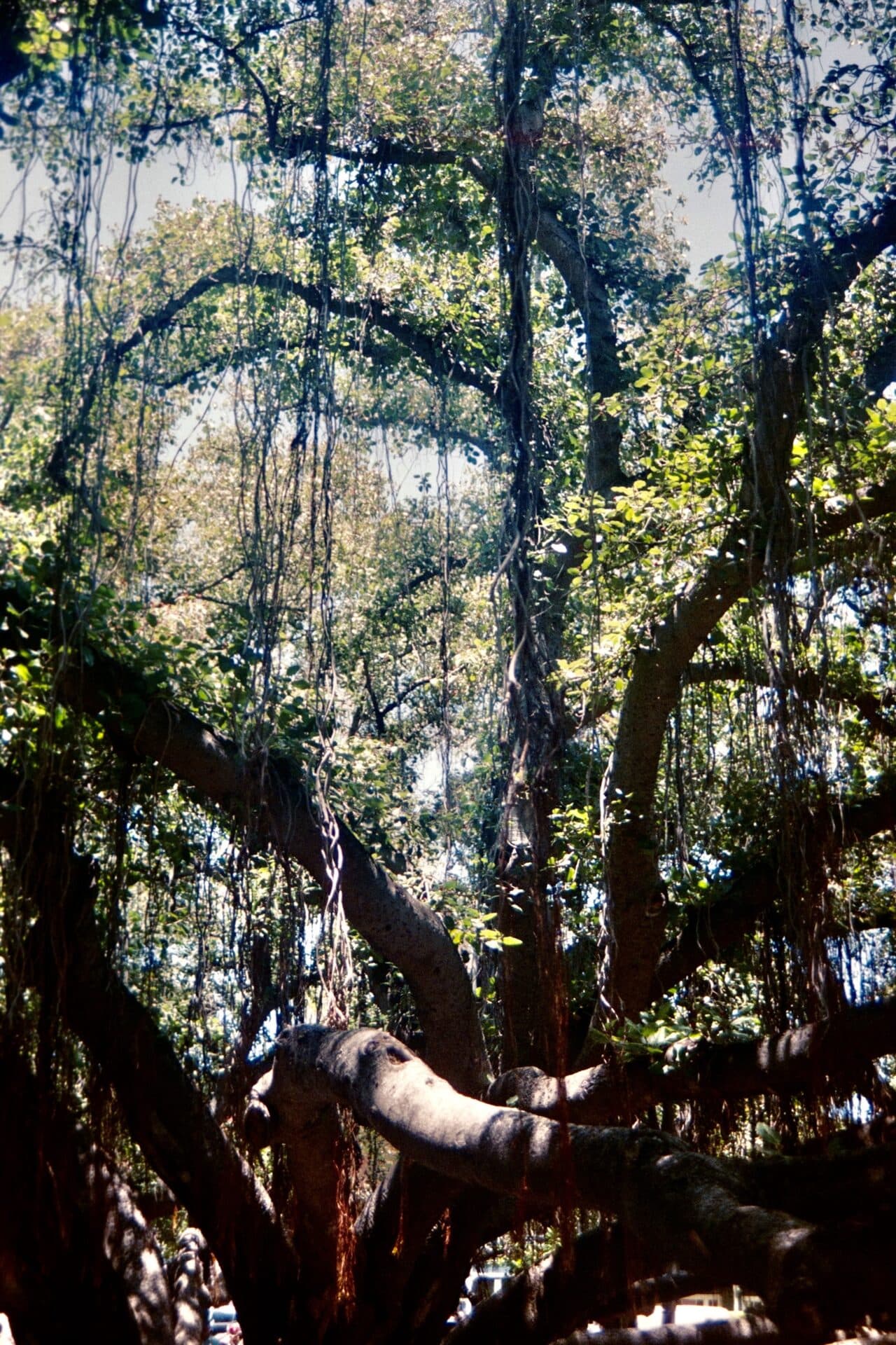 Banyan