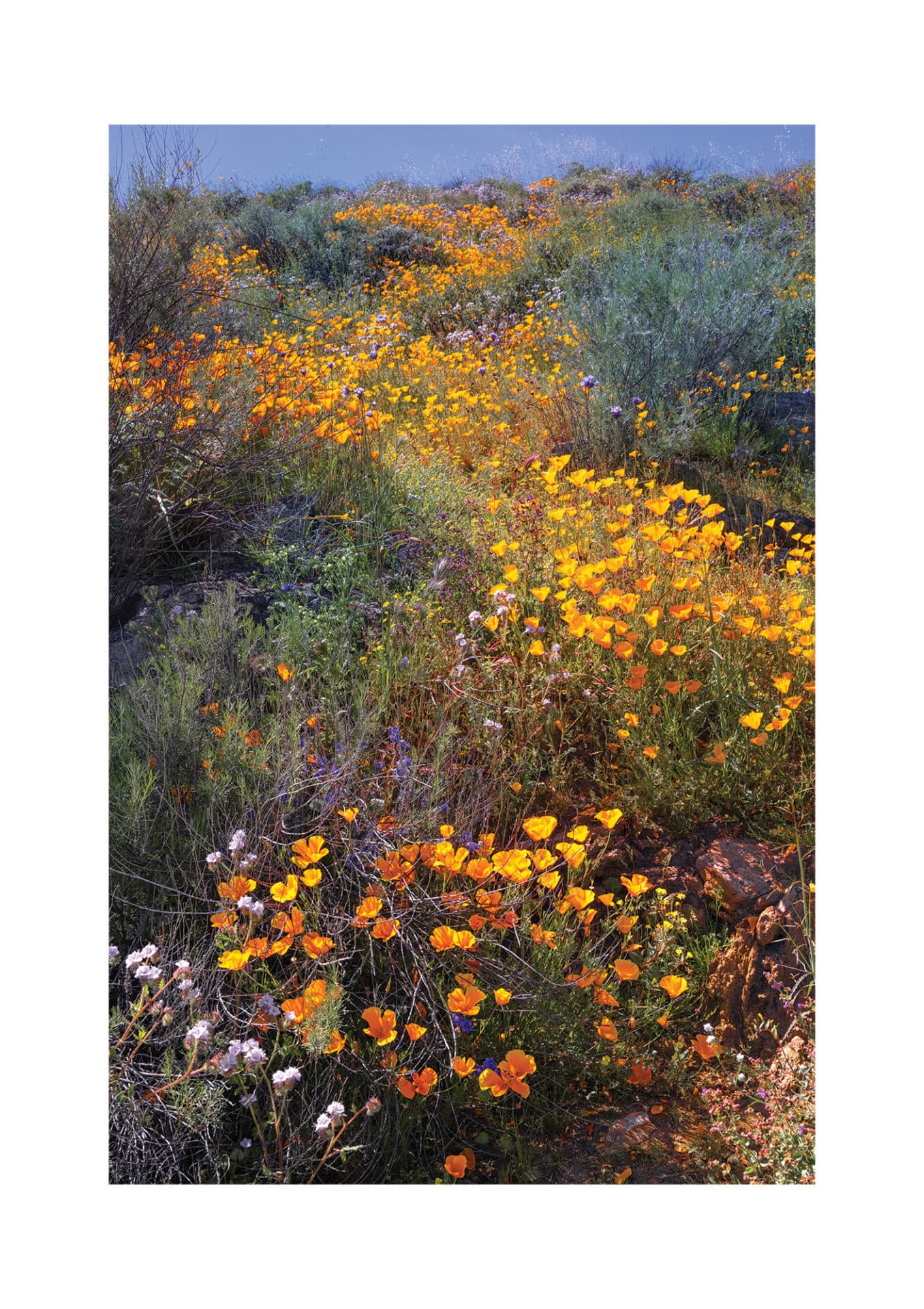Diamond Valley Lake, California, Wildflowers and on Hillside