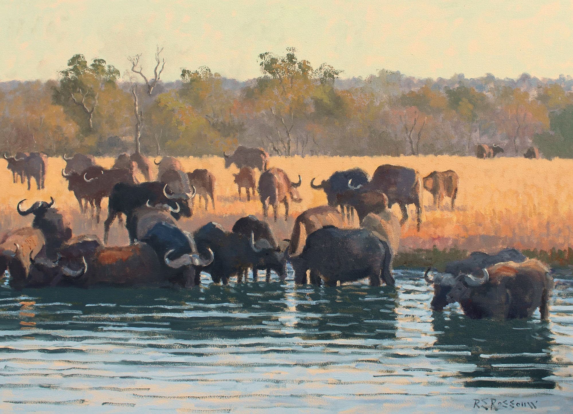 Buffalo at the Waterhole, Sunset