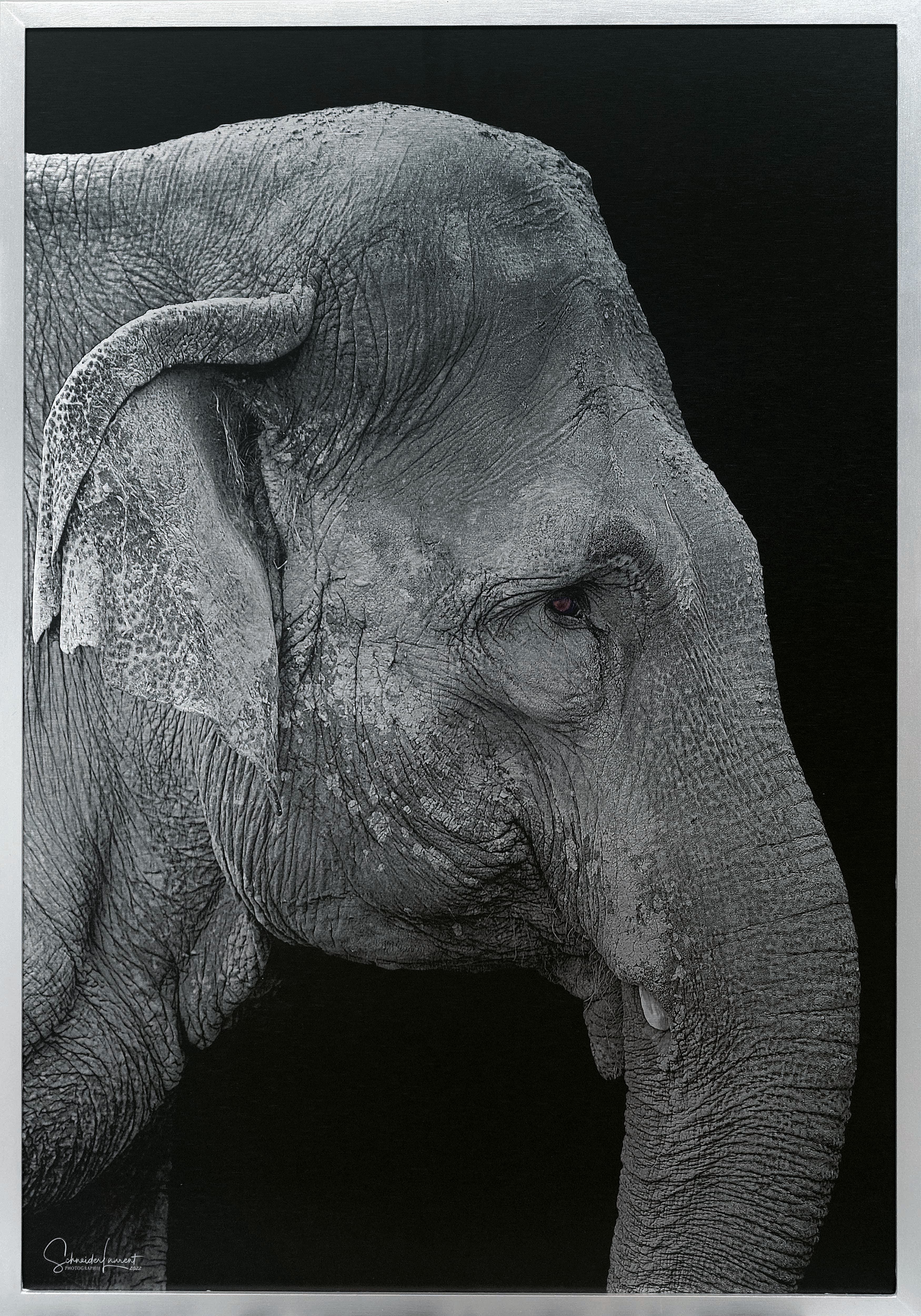 Silver elephant