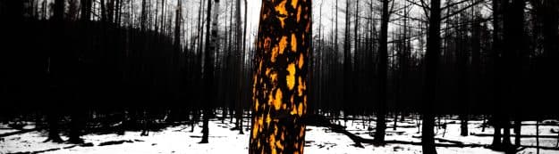 Remnant's of Natural Chaos