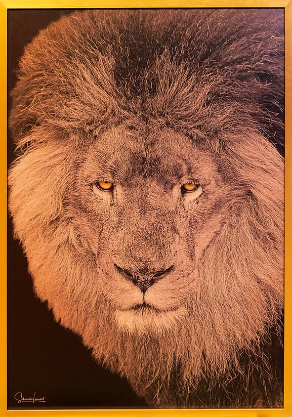 Bronze lion