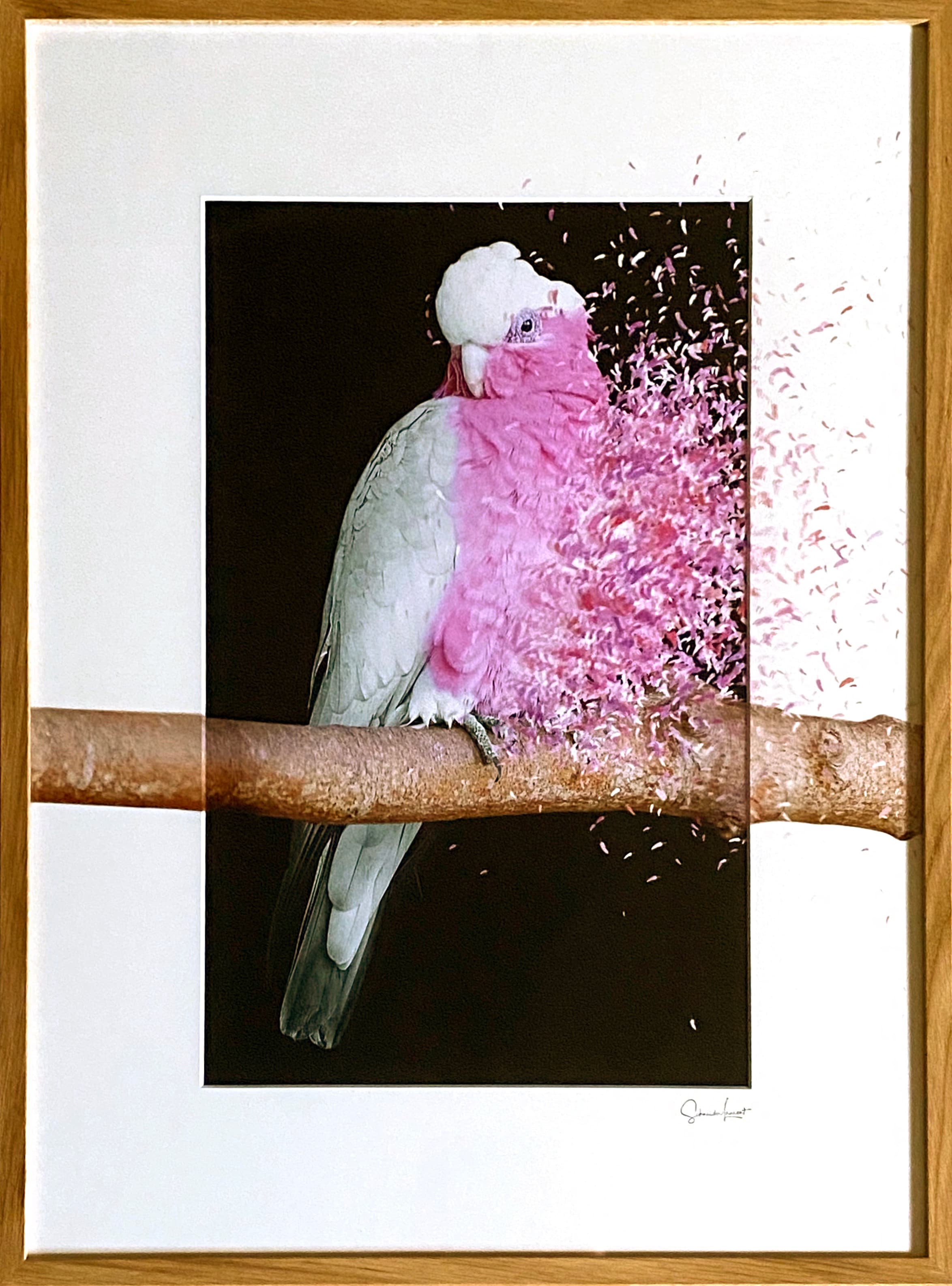 Pink bird