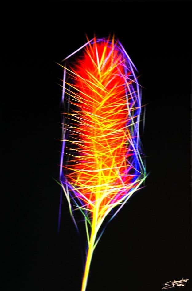 floral fireworks III