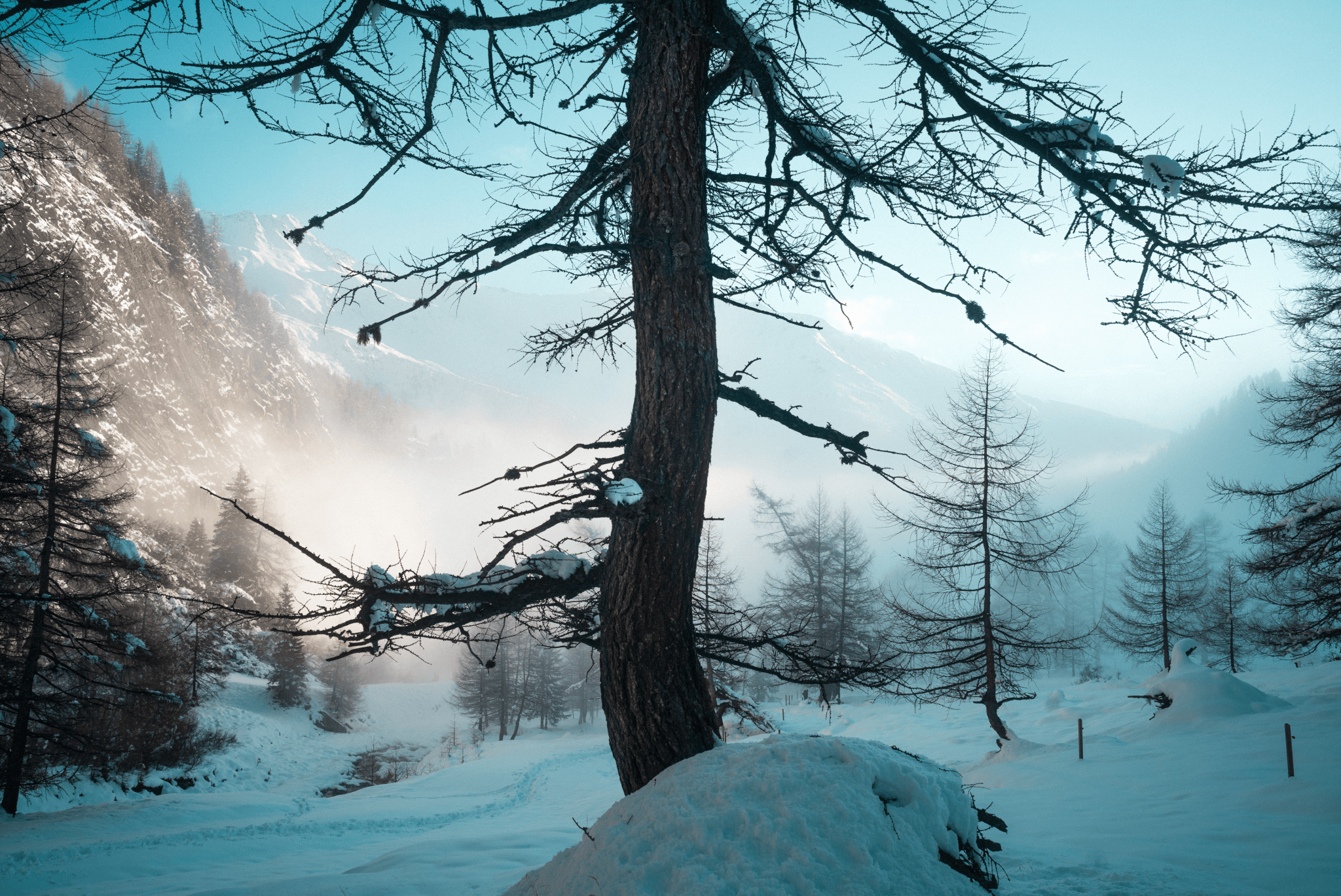 Tree & Fog, Austria, 40x60cm